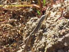 Liolaemus chiliensis