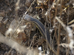 Liolaemus chiliensis