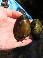 Glossiphonia elegans