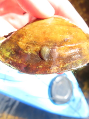 Glossiphonia elegans