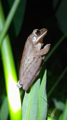 Polypedates leucomystax