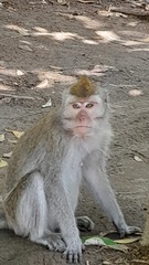 Macaca fascicularis