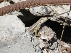 Liolaemus chiliensis