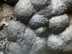Annulohypoxylon annulatum