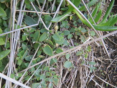 Chenopodium triandrum