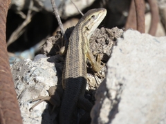 Liolaemus chiliensis
