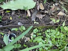 Rhynchostegium confertum