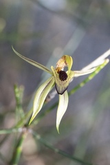 Caladenia tessellata