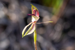 Caladenia tessellata