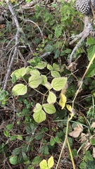 Angelica hendersonii