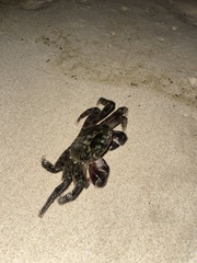 Leptograpsus