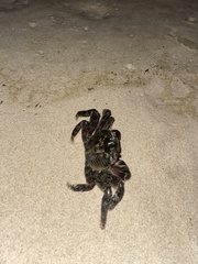 Leptograpsus