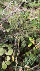 Angelica hendersonii