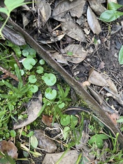 Rhynchostegium confertum