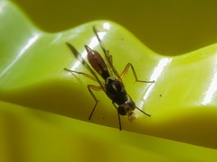 Diptera