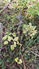 Angelica hendersonii