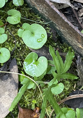 Rhynchostegium confertum