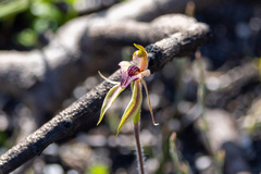 Caladenia tessellata
