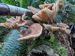 Armillaria nabsnona