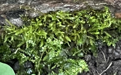 Rhynchostegium confertum