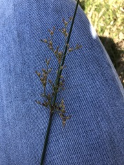 Juncus usitatus