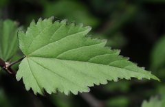 Sidastrum tehuacanum