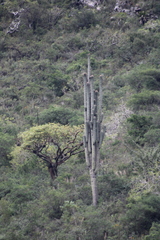 Cephalocereus macrocephalus