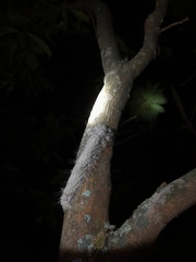 Lepidoptera