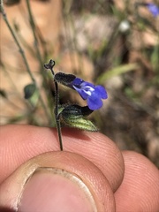 Salvia subincisa