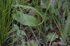 Tephroseris integrifolia