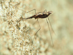 Anopheles punctipennis