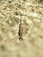 Anopheles punctipennis