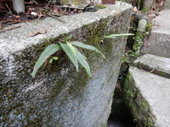 Lepisorus thunbergianus