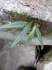 Lepisorus thunbergianus