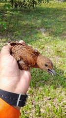 Micropternus brachyurus