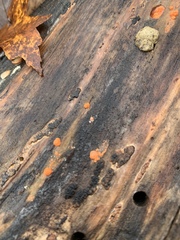 Dacrymyces