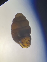 Vertigo pygmaea