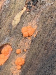 Dacrymyces