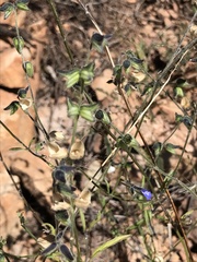 Salvia subincisa