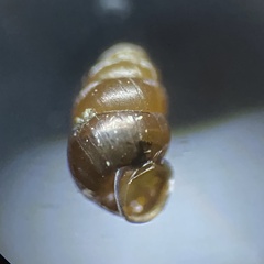 Vertigo pygmaea