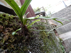 Lepisorus thunbergianus