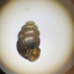 Vertigo pygmaea