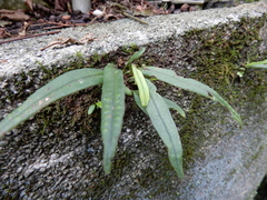 Lepisorus thunbergianus