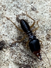 Macrotermes carbonarius