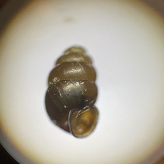 Vertigo pygmaea