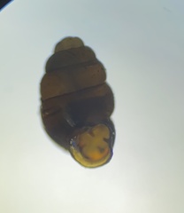 Vertigo pygmaea