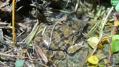 Fejervarya cancrivora