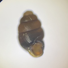 Vertigo pygmaea