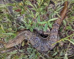 Gerrhonotus infernalis