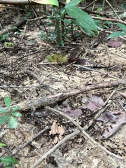 Macrotermes carbonarius